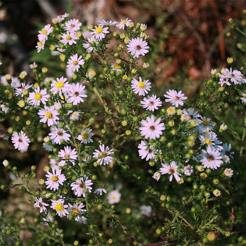 Aster ericoides pink cloud